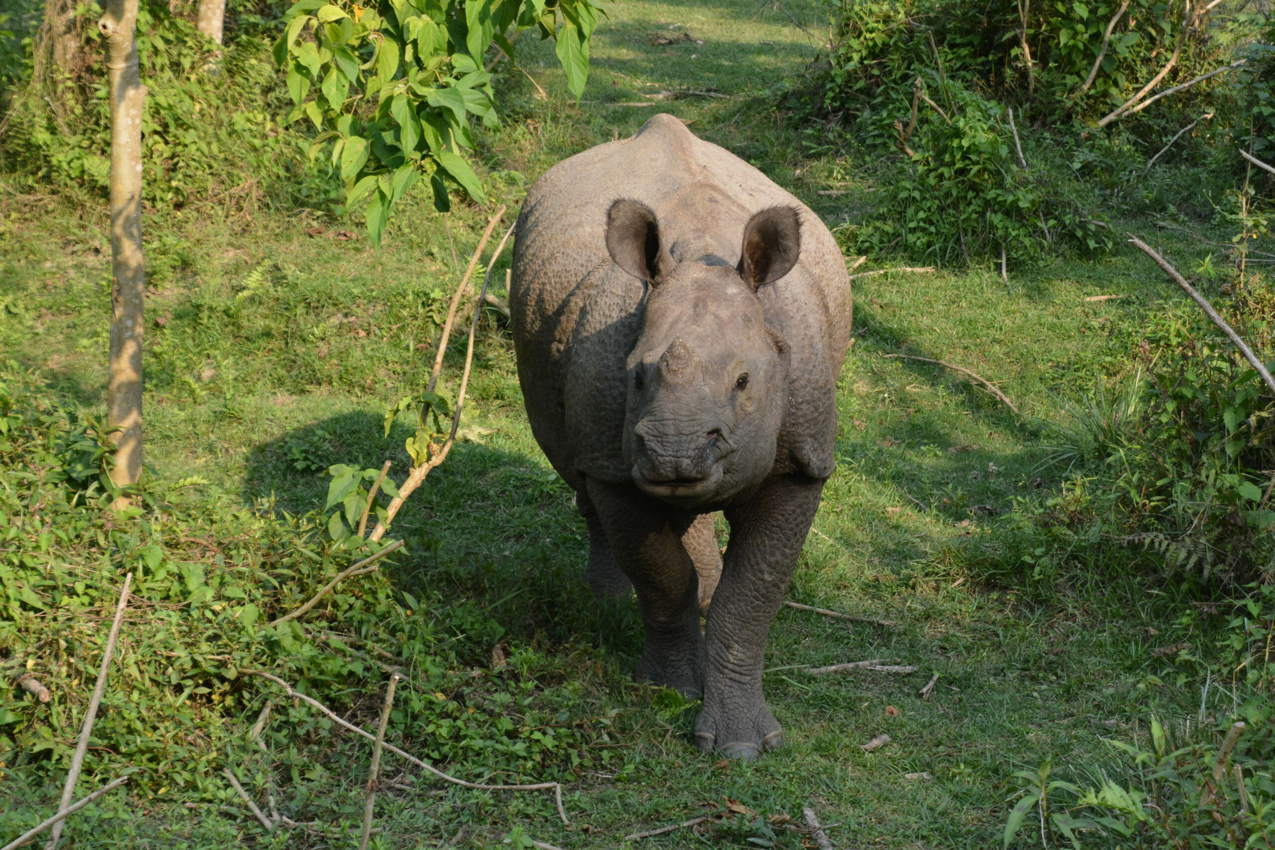 Where to go in Nepal: Rhino in Chitwan National Park