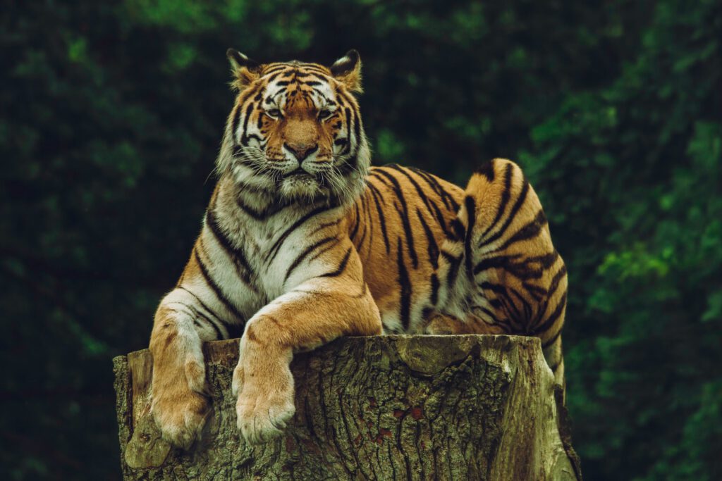 Bengal tiger relaxing