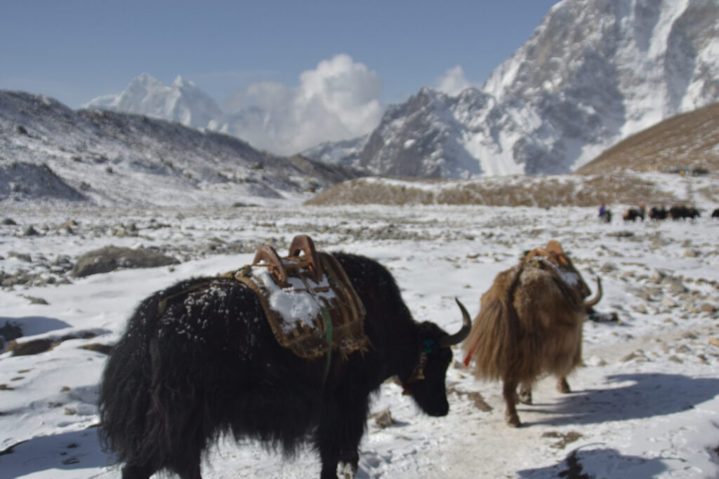 Yaks in the Himalayas
