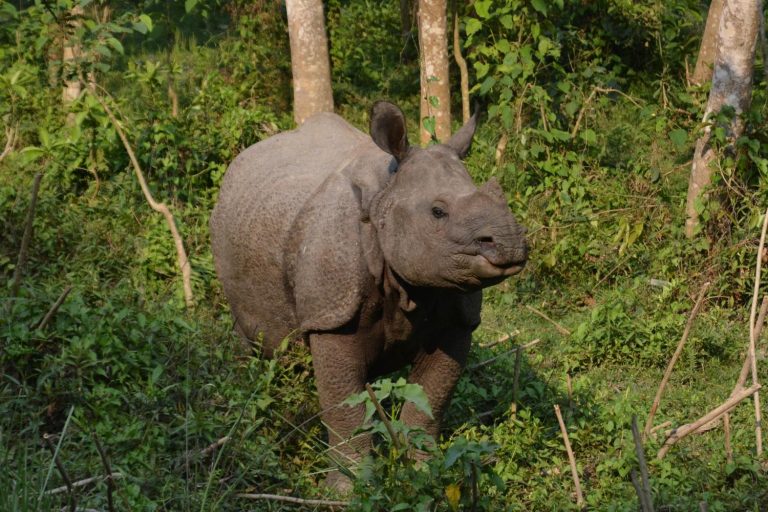 Chitwan